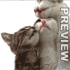 Licking_Cats.gif