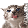 Little_Cat.gif